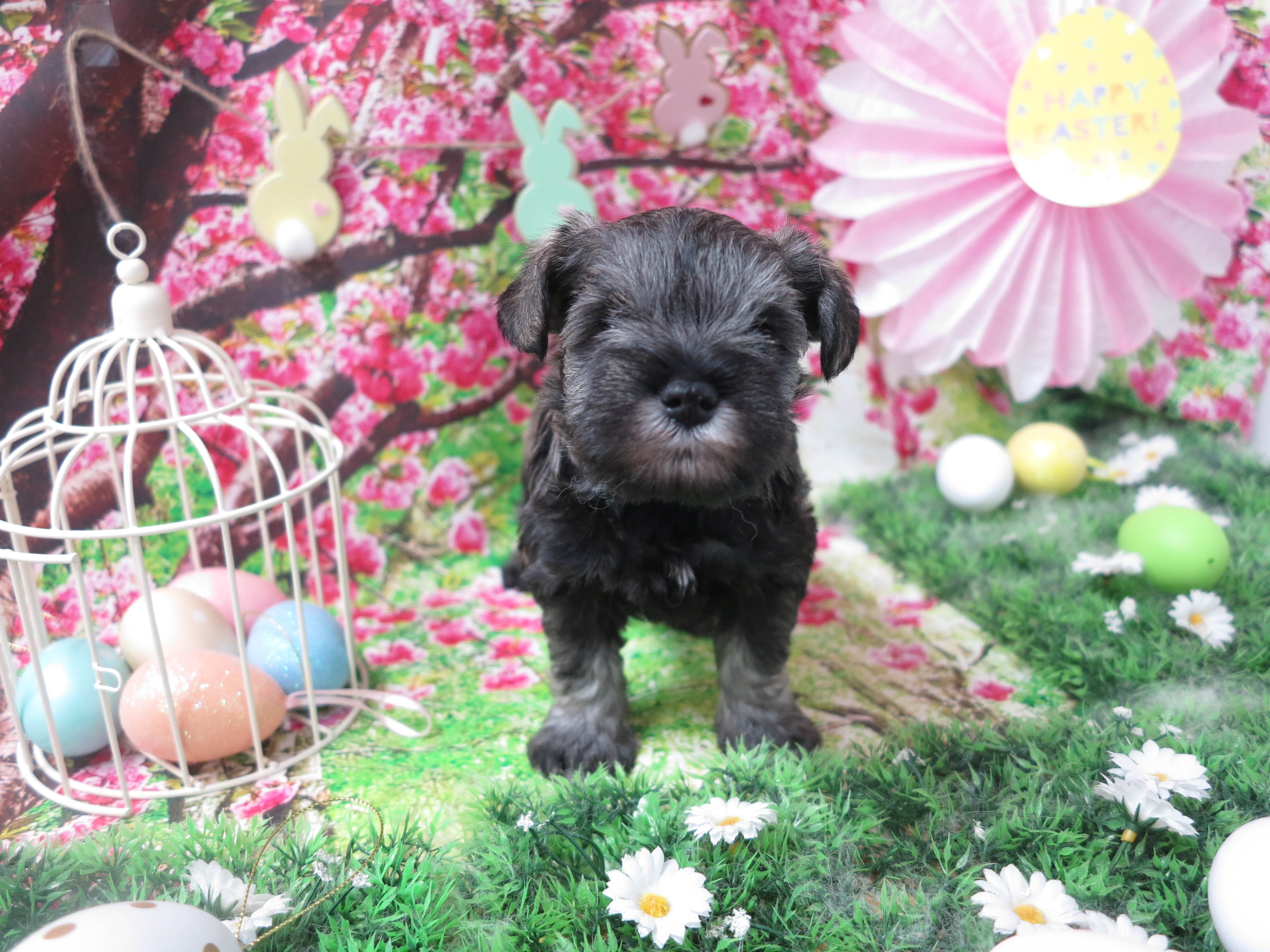 犬の豆知識 Part1 Kennel School