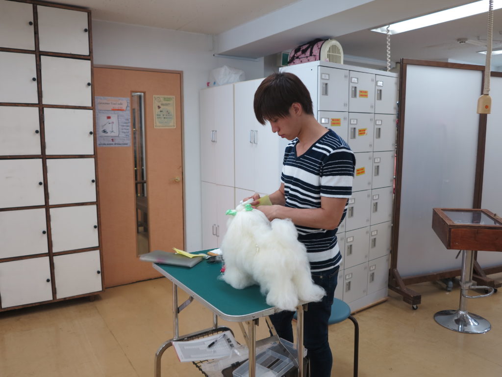 トリマー男子 男性トリマーにきっかけをきいてみました Kennel School