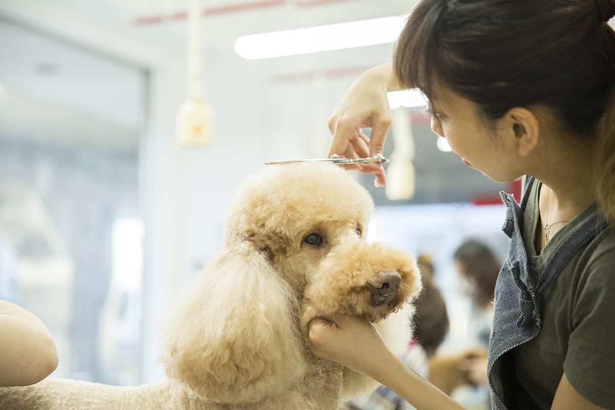 最短でトリマーの資格が取得できる方法 4ヶ月余りで可能 Kennel School