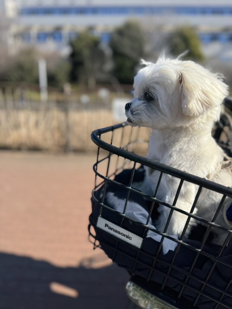 Aさんの愛犬のマルチーズ×ペキニーズ