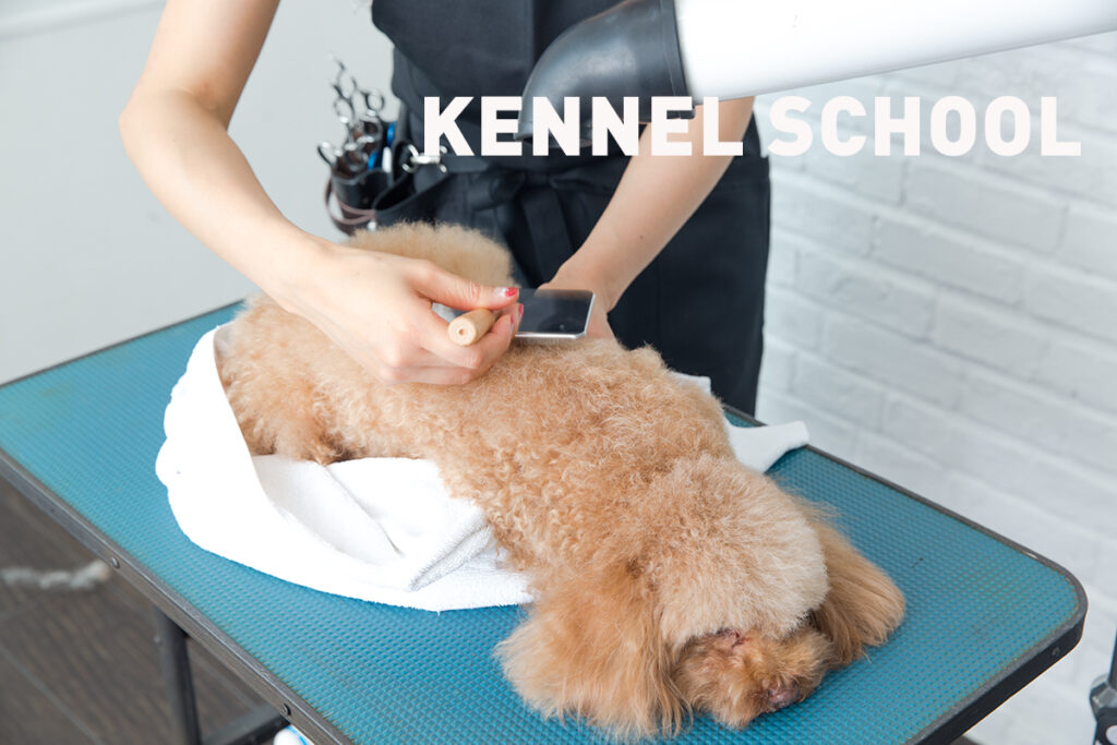 ケンネルスクールのカットモデル犬の募集を開始します Kennel School